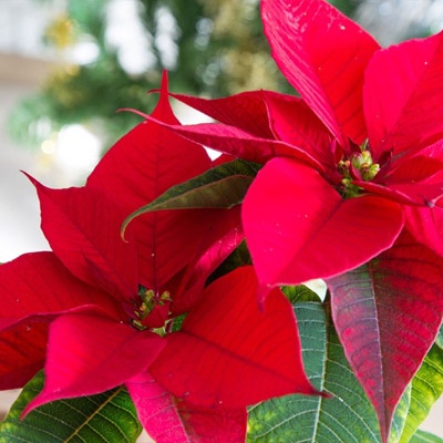 poinsettia_zoom_2_400x400