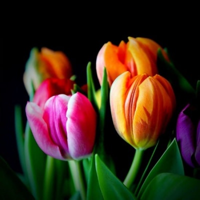 cuatro_tulips_550x550