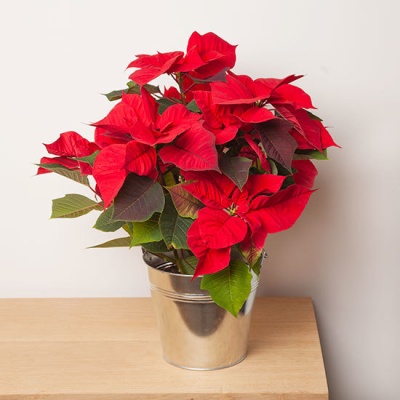 Poinsettia