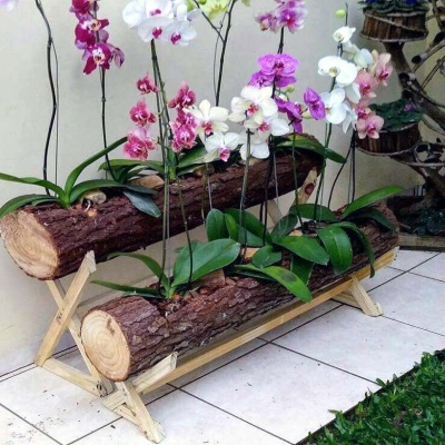 orquideas_decorando_tronco