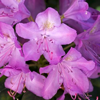 azalea_color_violeta_400x400