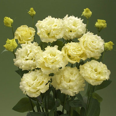 lisianthus_blancos_400x400