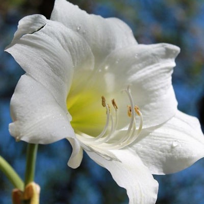 amaryllis_azul_400x400