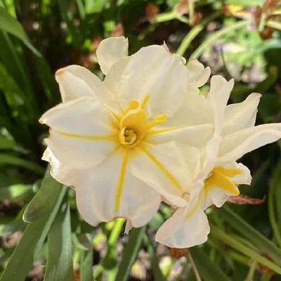 narciso_blanco_amarillo_400x400