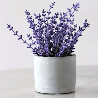 Lavanda