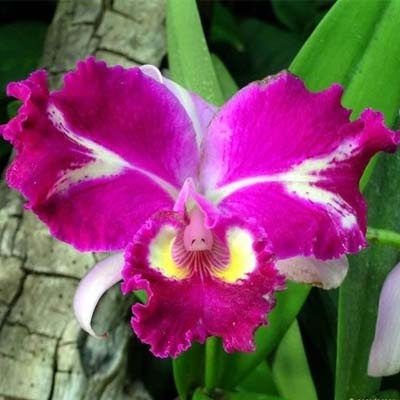 orquidea_exclusiva