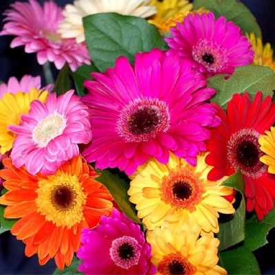 gerberas_colores