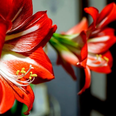 amaryllis_roja_dos_400x400